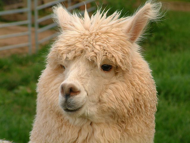 alpaca-3052413.jpg